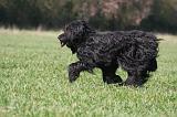 BRIARD 130